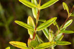 Roundpod St. Johnswort